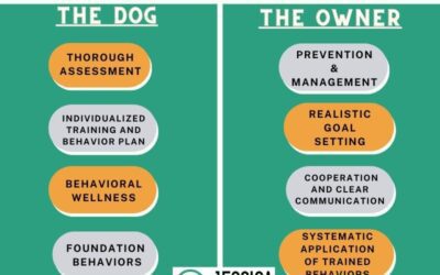 Framework for Treating Leash Reactivity