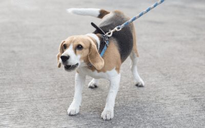 Leash Reactive Dogs – Frustrated Types