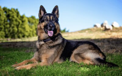 Leash Reactive Dogs: Guarding Types