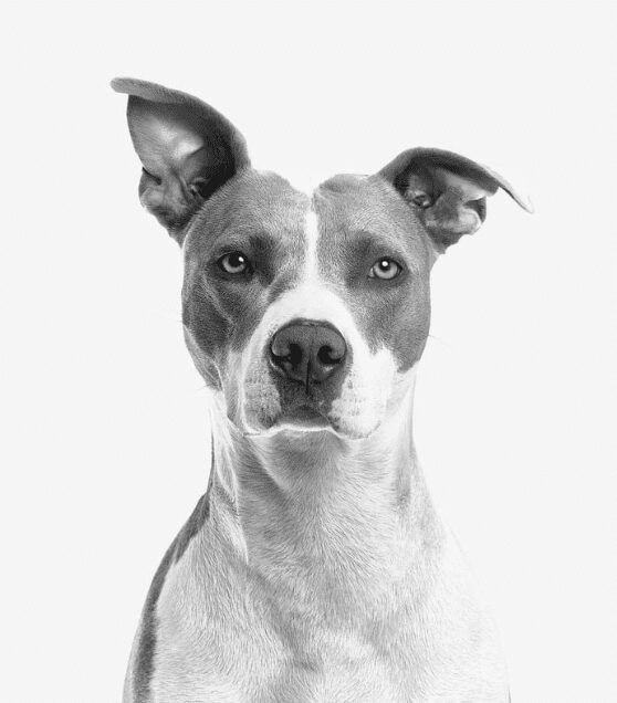 Grey and white pit bull