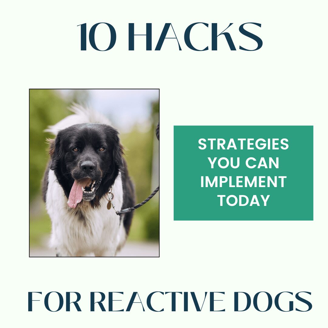 10 Hacks for Reactive Dogs