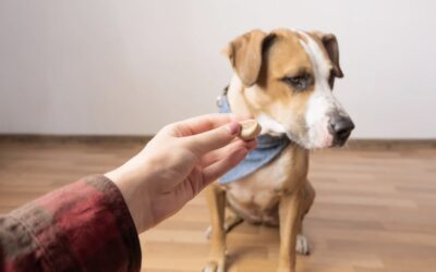 When Treats Don’t “Work.” A Reinforcement Roadmap for Leash Reactivity Cases